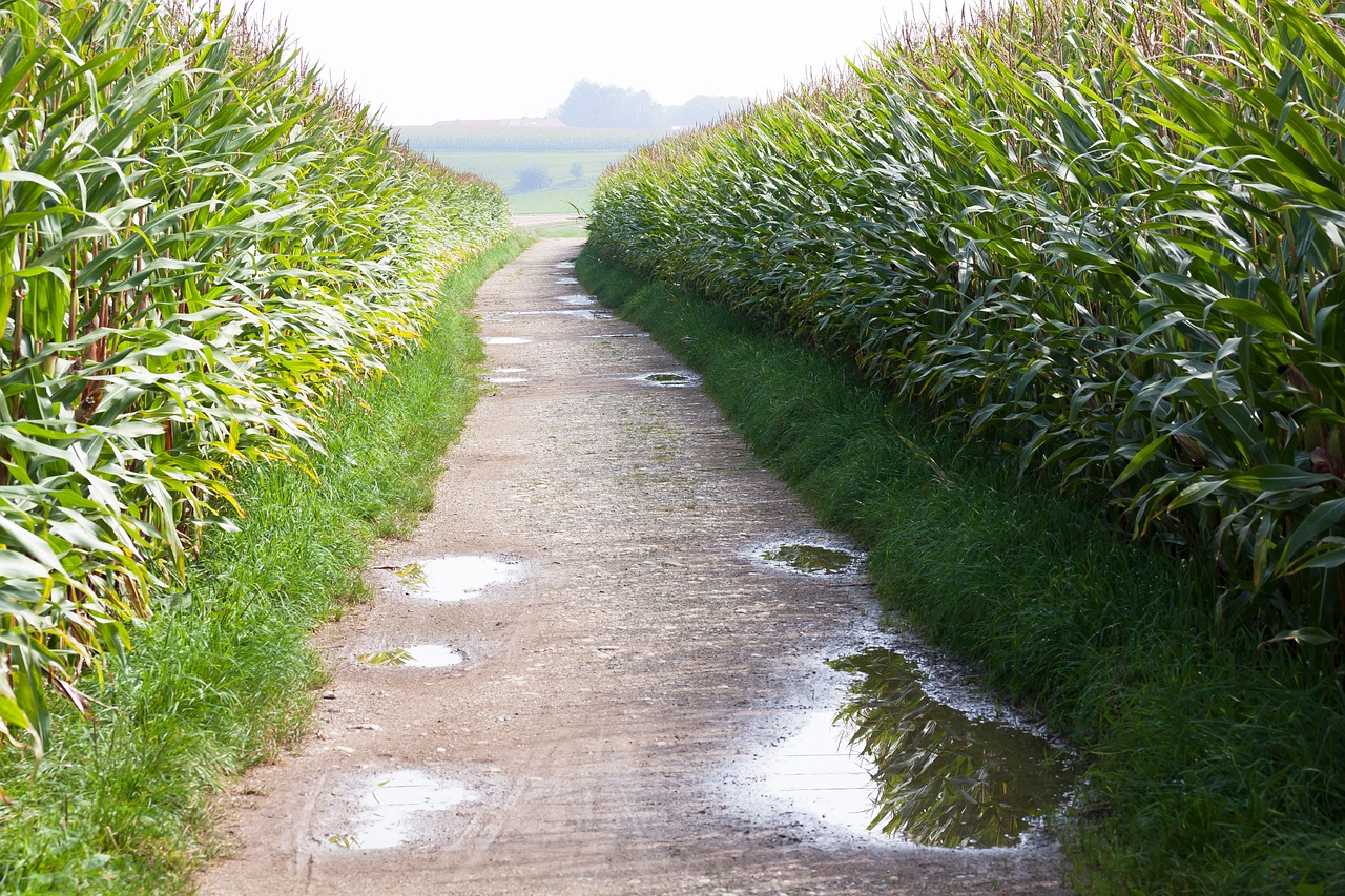 campo di mais